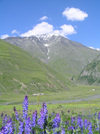 Russia - Dagestan / Daghestan - Tsumada rayon - Khonokh: peak and flowers - Spring in the Caucasus mountain range (photo by G.Khalilullaev)