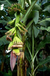 Dominica: growing bananas - photo by M.Sturges