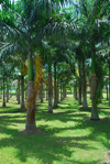 Higey, Dominican Republic: palm tree garden by the Basilica of Our Lady - Basilica de Nuestra Seora de la Altagracia - photo by M.Torres