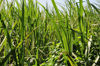 Puerto Plata, Dominican republic: sugarcane plantation - Saccharum officinarum - caa de azcar - photo by M.Torres