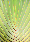 Ro San Juan, Mara Trinidad Snchez province, Dominican republic: detail of a Travellers Palm - Ravenala madagascariensis - photo by M.Torres