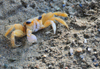 Ro San Juan, Mara Trinidad Snchez province, Dominican republic: crab on the beach - photo by M.Torres
