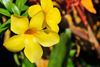 Ro San Juan, Mara Trinidad Snchez province, Dominican republic: alamanda flowers - Golden Trumpet - Allamanda cathartica - photo by M.Torres