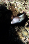 Egypt - Red Sea - Grey Moray eel - Siderea grisea - underwater photo by W.Allgwer - Murnen (Muraenidae) sind eine Familie der Aalartigen Fische. Es handelt sich um aalhnliche, bis ber 3 Meter lange Knochenfische, die in 200 Arten in tropischen und sub