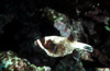 Egypt - Red Sea - Masked puffer fish - Arothron diadematus - underwater photo by W.Allgwer - Der Maskenkugelfisch: Die Familie Kugelfische (Tetradontidae) (= Vierzhner) gehrt zu der Unterordnung der Kugelfischhnlichen (Tetradontidei) in die Ordnung Ku