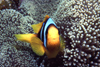 Egypt - Red Sea - Marsa Alam area: clown fish (underwater photography by K.Osborn)