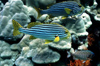 Egypt - Red Sea - pair of Indian Ocean oriental sweetlips - Plectorhinchus vittatus - underwater photo by W.Allgwer - Die Slippen (Haemulidae) sind eine groe Familie von Fischen, die zur Ordnung der Barschartigen gehren. Andere Bezeichnungen fr dies