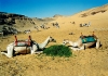 Egypt - Sinai peninsula: camels having lunch (photo by Juraj Kaman)
