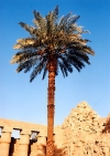 Egypt - Luxor: Palm tree (photo by J.Kaman)