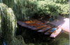England (UK) - Cambridge (Cambridgeshire): Cambridge: punts and weeping willows - river Cam - photo by A.Sen