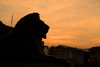 London / LHR / LGW / STN / LTN / LCY : Trafalgar square - lion at the base of Nelson's column - dusk - photo by Miguel Torres