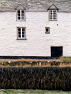 England - Boscastle (Cornwall): Cornish cottage (photo by T.Marshall)