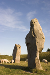 Avebury, Wiltshire, South West England, UK: sheep at Avebury stone circle - UNESCO World Heritage Site - photo by I.Middleton