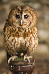 Exmoor NP, Somerset, South West England, UK: young owl at Exmoor Falconry - photo by I.Middleton