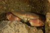 English Channel, Cornwall, England: edible crab in rocks - Cancer pagurus - photo by D.Stephens