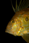 English Channel, Cornwall, England: John Dory - Zeus faber - St Peters fish - photo by D.Stephens