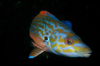 English Channel, Cornwall, England: male cuckoo wrasse close up - Labrus mixtus - photo by D.Stephens