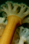 English Channel, Cornwall, England: Plumose anemone - Metridium senile - photo by D.Stephens