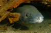 English Channel, Cornwall, England: European Conger eel and shrimps in wreck - Conger conger - photo by D.Stephens