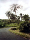 Bioko island / Fernando Po Island, Equatorial Guinea: ceiba tree - photo by B.Cloutier