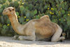 Eritrea - Keren, Anseba region: camel in the front of a cactus - photo by E.Petitalot