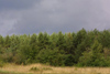 Estonia - Saaremaa island: forest - woods - trees - photo by A.Dnieprowsky