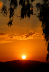 Gondar, Amhara Region, Ethiopia: sunset and eucalyptus - photo by M.Torres