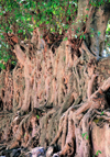 Gondar, Amhara Region, Ethiopia: Fasiladas' bath - banyan trees strangle the old stones, in the best Angkor style - Ficus benghalensis - photo by M.Torres