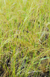 Axum - Mehakelegnaw Zone, Tigray Region: Teff or lovegrass - Eragrostis tef - food grain used for injera - photo by M.Torres