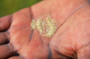 Axum - Mehakelegnaw Zone, Tigray Region: holding the small seeds of Teff - Eragrostis tef - photo by M.Torres