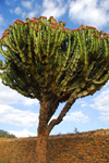 Axum - Mehakelegnaw Zone, Tigray Region: Dungur - Queen of Sheba's palace - Dragon-Tree, Euphorbia candelabrum - photo by M.Torres