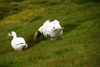 Kaldbaksbotnur, Streymoy island, Faroes: geese - photo by A.Ferrari