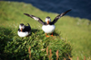 Mykines island, Faroes: pair of Atlantic Puffins on a cliff top - Fratercula arctica - photo by A.Ferrari