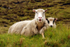 Vgar island, Faroes: sheep on the shore of Srvagsvatn lake - photo by A.Ferrari