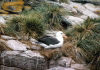 Falkland islands / Ilhas Malvinas - Carcass Island: albatross on the cliffs - Tussac Grass (photo by G.Frysinger)