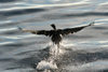 Falkland islands - East Falkland - Port Louis - King Cormorant takes off - King Shag - Phalacrocorax atriceps - photo by Christophe Breschi