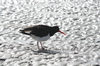 Falkland islands - East Falkland - San Salvador - Pied Oystercatcher - Magellanic Oystercatcher - Haematopus leucopodus - photo by Christophe Breschi