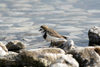 Falkland islands - East Falkland - Salvador - Two-banded Plover - Beach Lark - Charadrius falklandicus - photo by Christophe Breschi