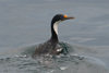 Falkland islands / Islas Malvinas - South Atlantic: King Cormorant - King Shag - Phalacrocorax atricep - Cormoran - photo by C.Breschi