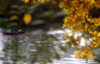 La Varenne, Val-de-Marne, Ile-de-France: rowing in the Marne river - sun reflections - photo by Y.Baby