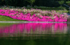 Vincennes - reflections on the lake - park floral - photo by Y.Baby