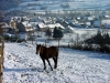 France - Ancizan (Midi-Pyrnes - Hautes Pyrnes dpt): horse in the snow (photo by A.Caudron)