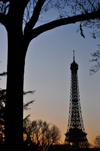 Paris, France: tree and Eiffel Tower silhouettes at dusk - view from Les Invalides - photo by M.Torres