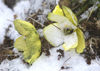 17 Franz Josef Land: Arctic Buttercups in snow, Cape Tegethofff, Hall Island - photo by B.Cain