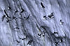 18 Franz Josef Land: Arctic terns in flight against an iceberg - photo by B.Cain