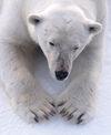 59 Franz Josef Land: Polar Bear Close-up - photo by B.Cain