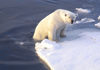 60 Franz Josef Land: Polar Bear emerging from water onto ice - photo by B.Cain