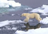 61 Franz Josef Land: Polar Bear jumping between ice flows - photo by B.Cain
