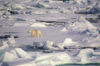 64 Franz Josef Land: Polar Bear on pack ice from ship - photo by B.Cain