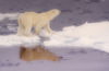 67 Franz Josef Land: Polar Bear walking on ice flows with reflection - photo by B.Cain